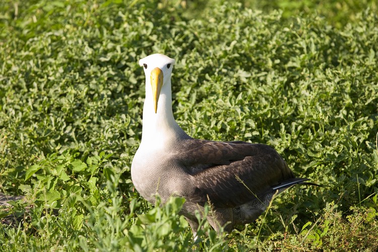 Galapagos 10