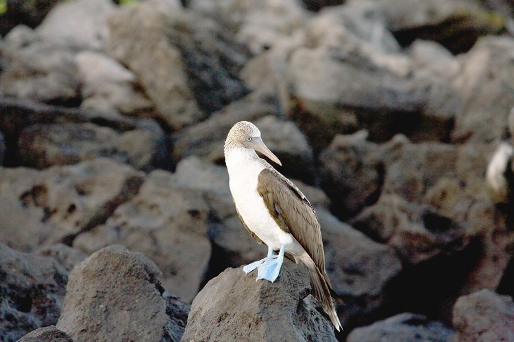 Galapagos 11
