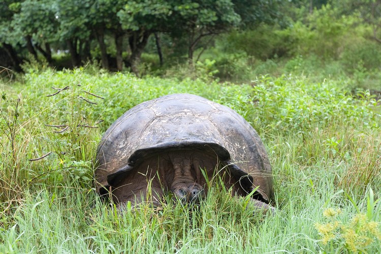 Galapagos 12