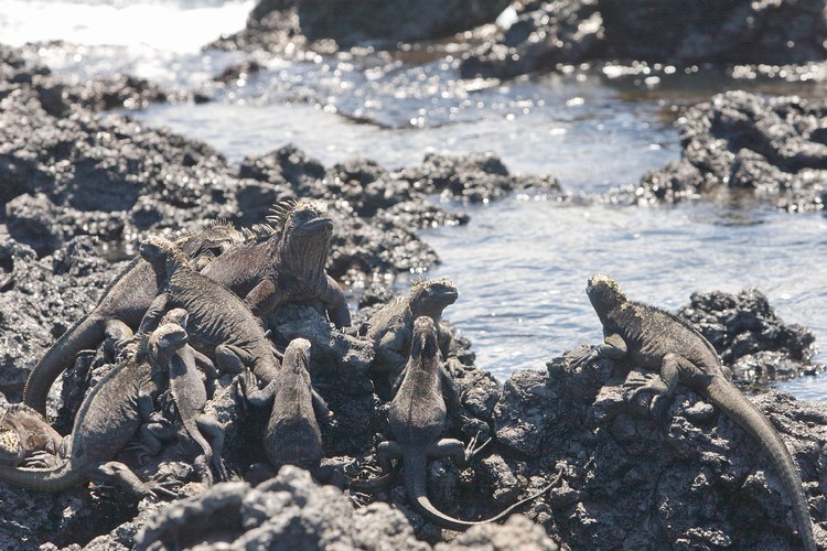 Galapagos 5
