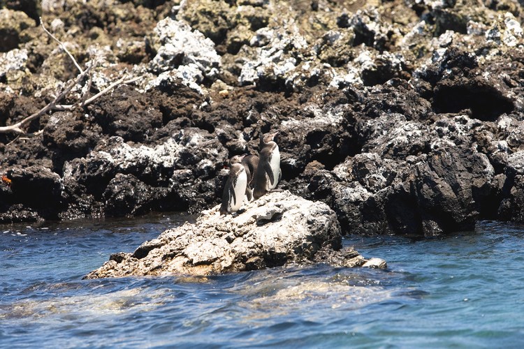 Galapagos 6
