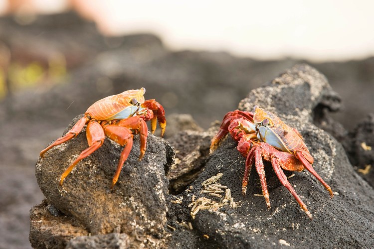 Galapagos 7