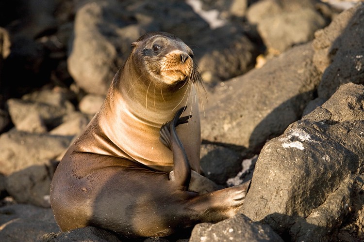 Galapagos 8