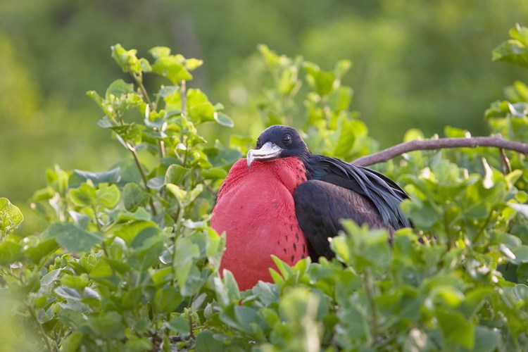 Galapagos 9
