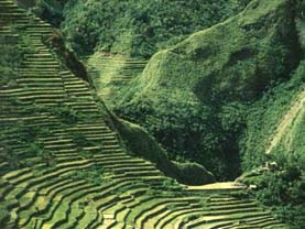 fil.banau-m.jpg (22499 bytes)