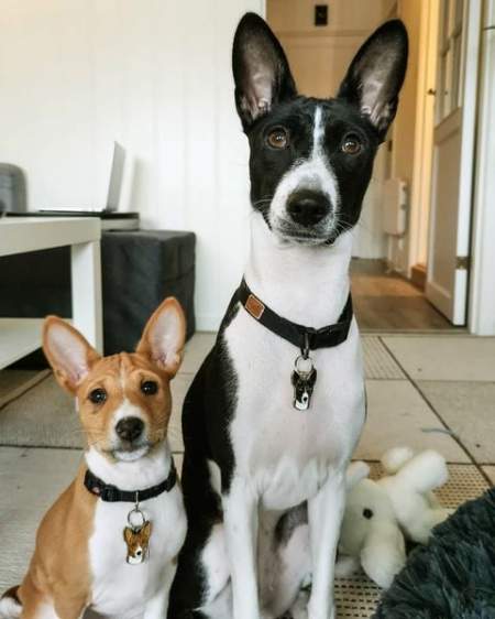 Housweety Hund Tag MIT Gravur Service Hundemarke mit Kleine Anhaenger Best Friend Fuer Halsband