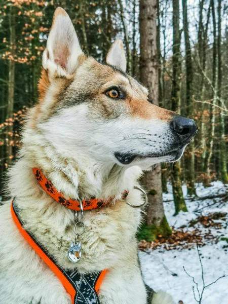 Housweety Hund Tag MIT Gravur Service Hundemarke mit Kleine Anhaenger Best Friend Fuer Halsband