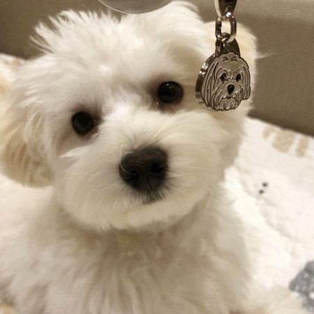 Hundemarke mit gravur als Anhänger für das Halsband Malteser