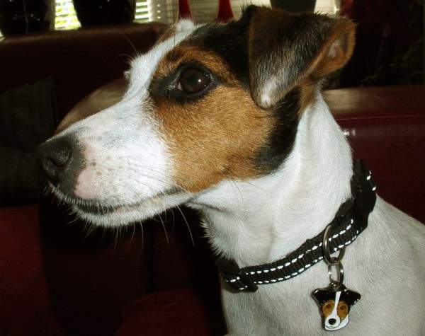 Hundemarke mit gravur als Anhänger für das Halsband Jack Russell